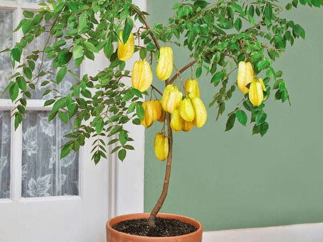 Cây giống khế ngọt, cây khế cơm giống