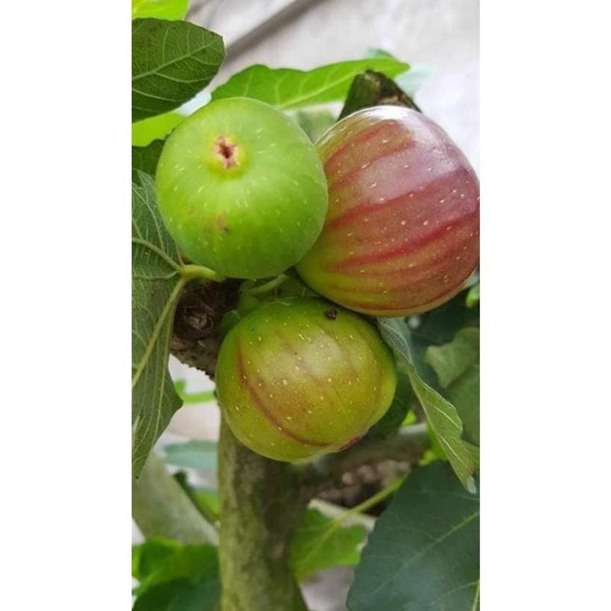 sản phẩm CÂY SUNG MỸ