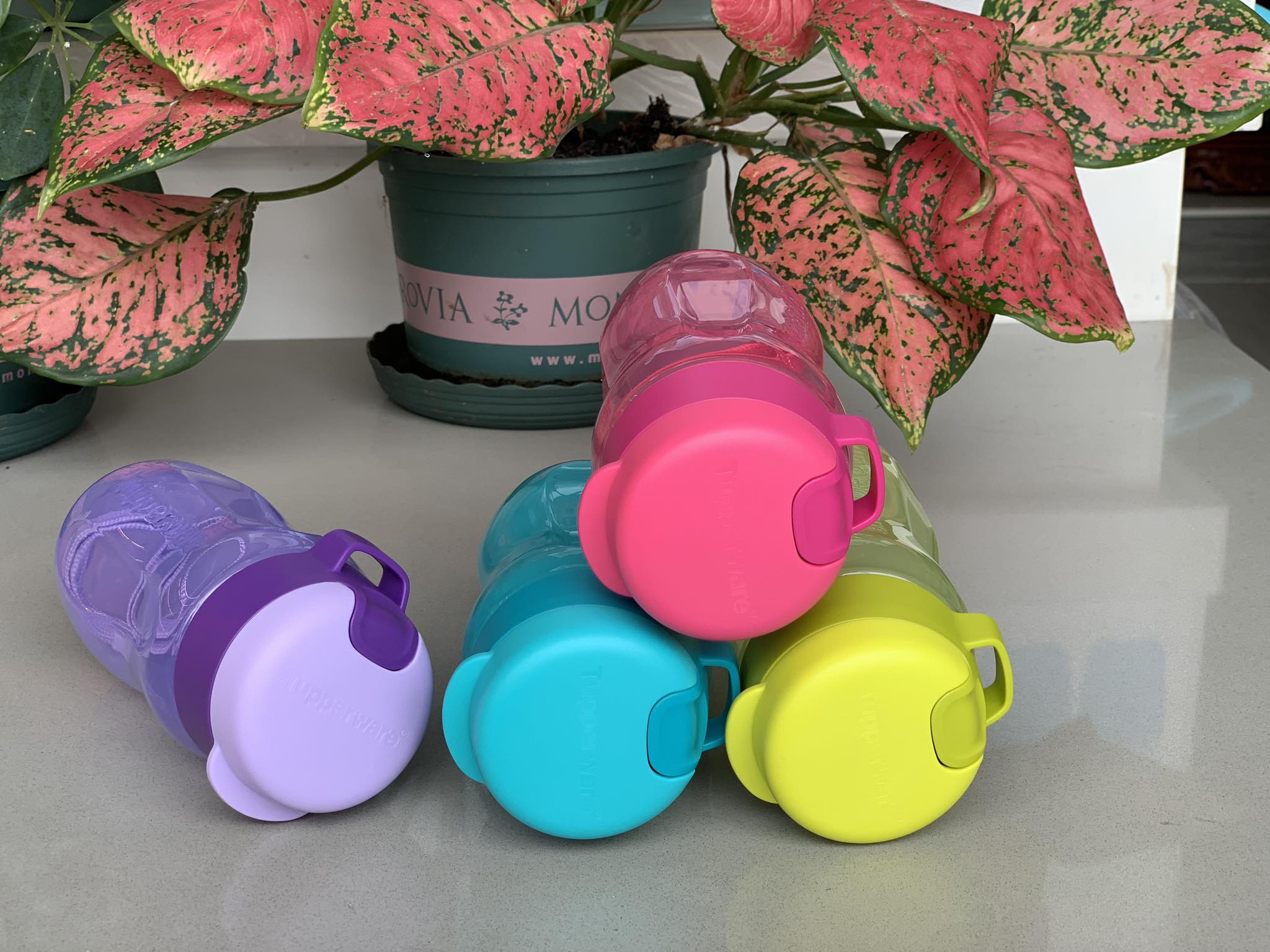Bình nước Eco 310 ml Tupperware