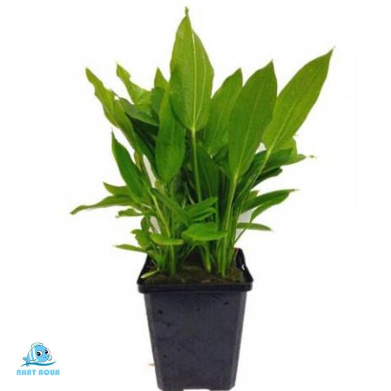Cây Lưỡi Mác thủy sinh