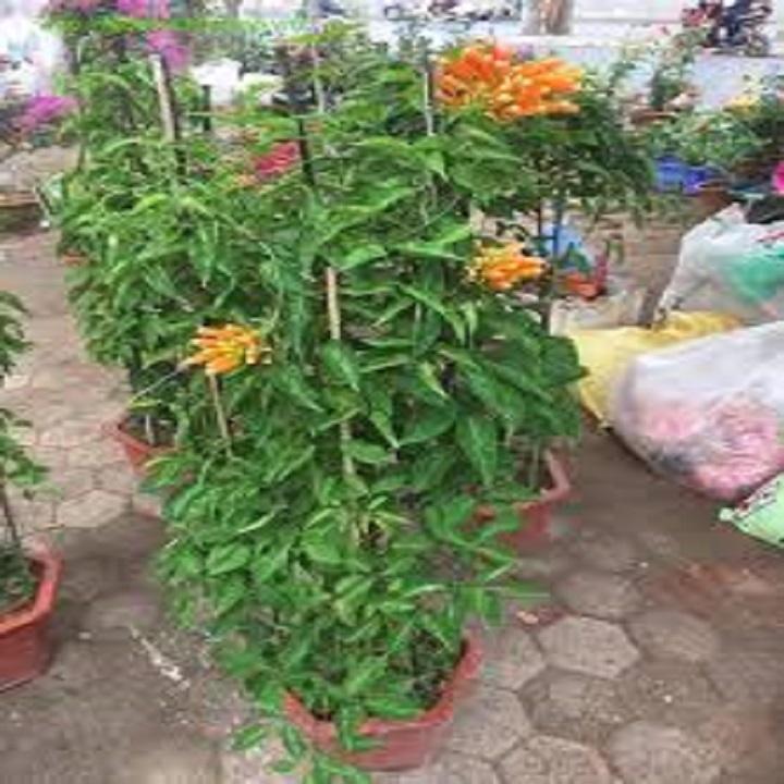 CHẬU CÂY GIỐNG HOA CHÙM ỚT( HOA RẠNG ĐÔNG)