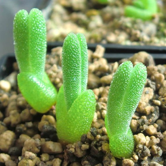 Hạt giống cây tai thỏ