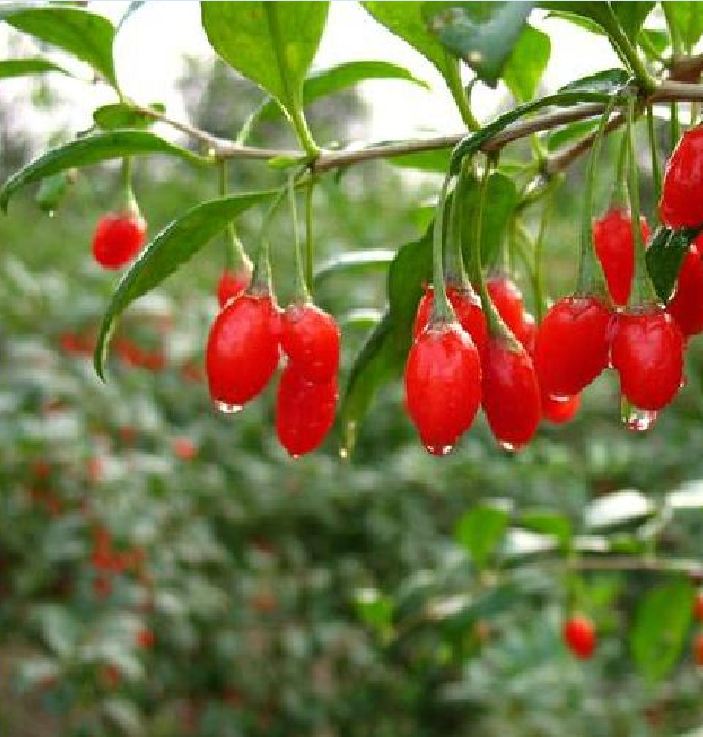 Hạt giống câu kỷ tử ( gói 50 hạt )