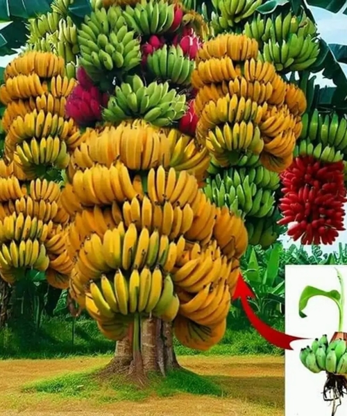 Hạt Cà Chua Thân Gỗ. Túi 10 Hạt. Chất Lượng Cao