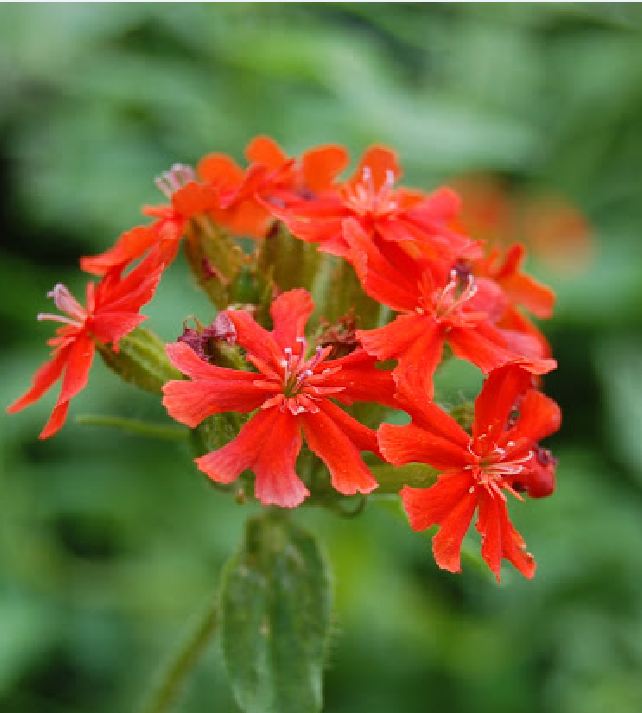 Red Thu La Flower Seeds - 1 Pack of 50 Seeds