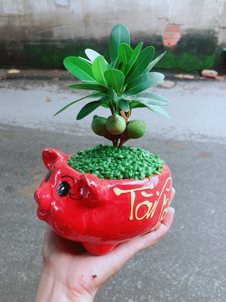 Chậu May Mắn Tài Lộc
