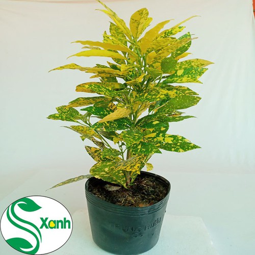 Cây Vàng Bạc Lá Lớn - Cây cảnh trang trí