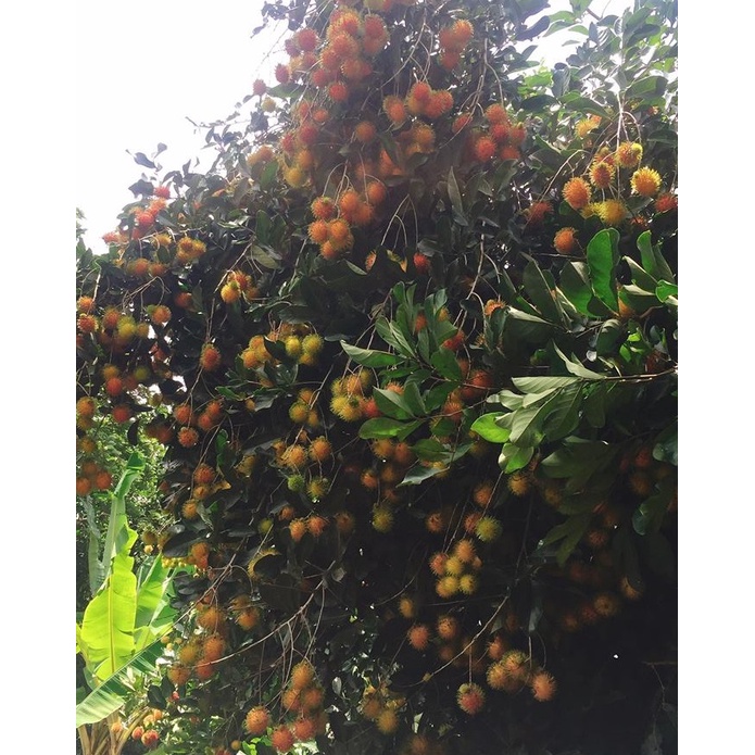 Cây Giống Chôm Chôm Thái Cao 70cm-80cm