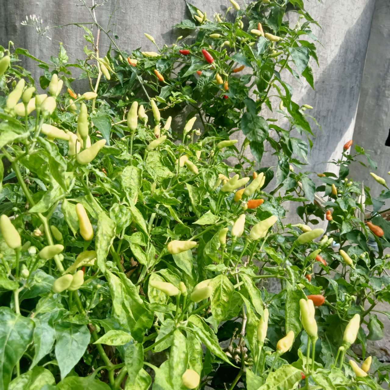 20 Hạt Giống Ớt Xiêm Trắng ( Say Trái)