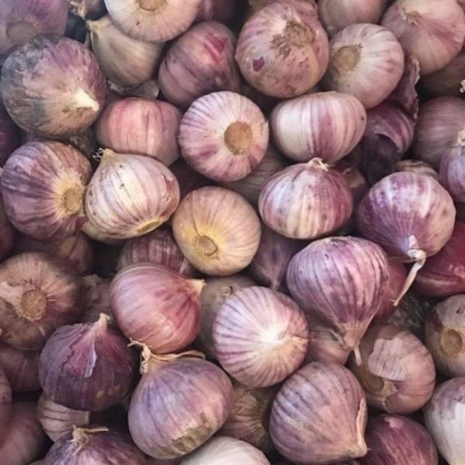 2kg tỏi cô đơn