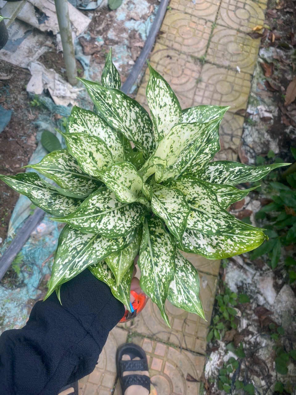 Cây phong thủy thu hút tài lộc trồng trong nhà Minh Hân Garden