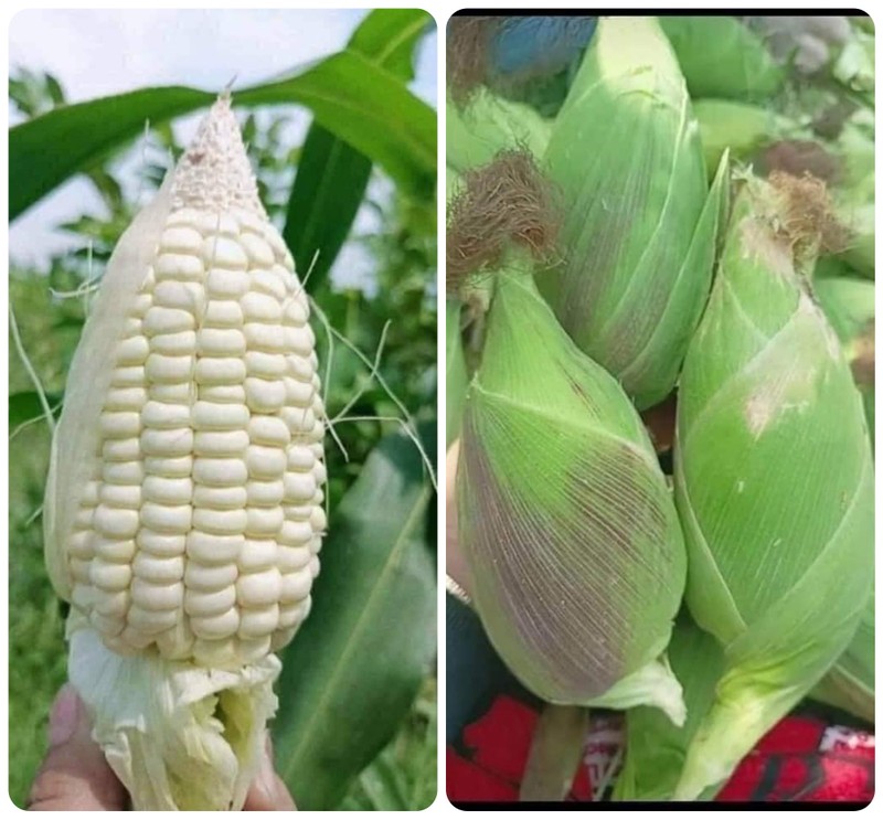 Hạt giống bắp nếp nù siêu sẻo - - ăn dẻo thơm, đậm vị - dễ trồng, siêu hạt