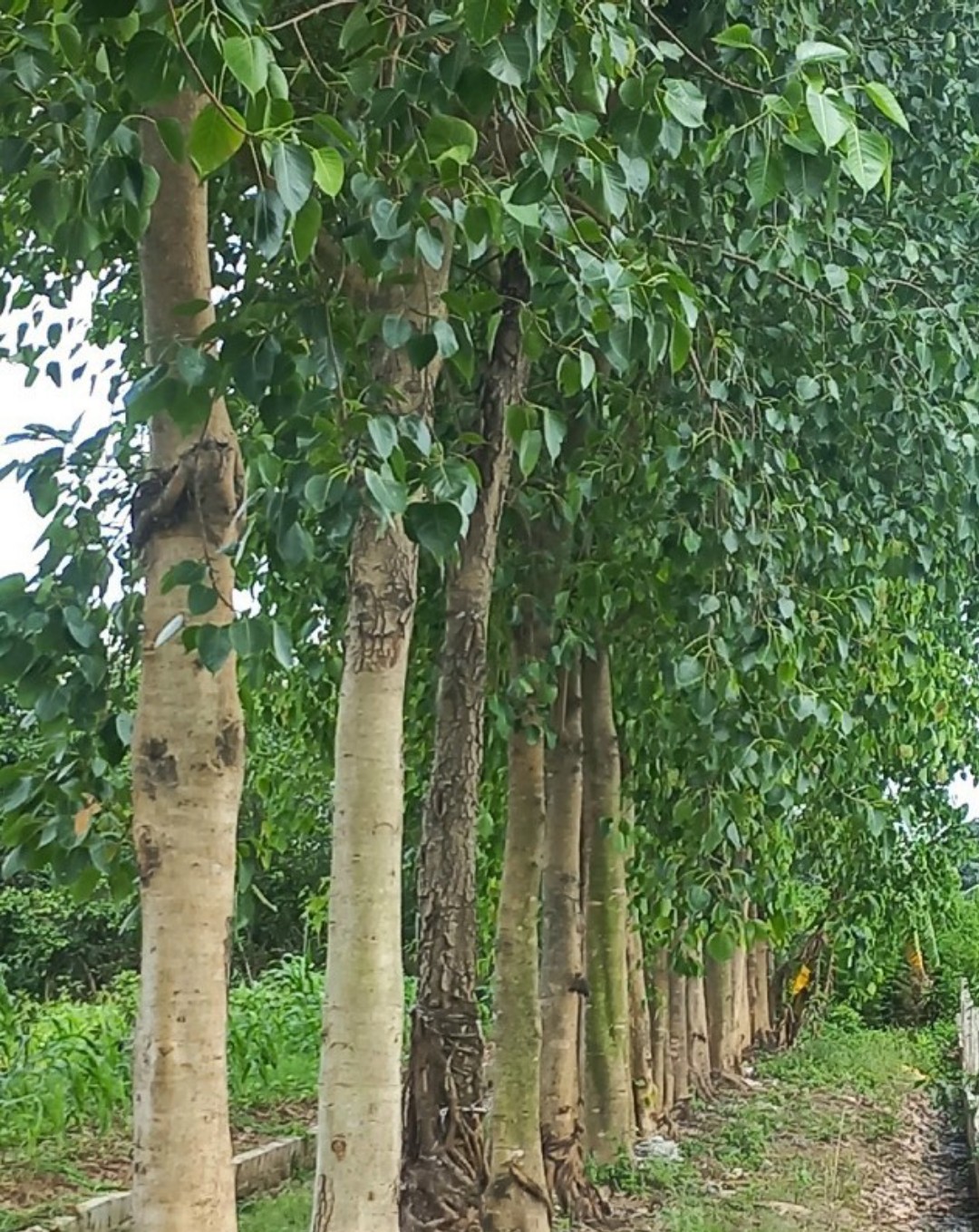 200gram hạt giống bồ đề