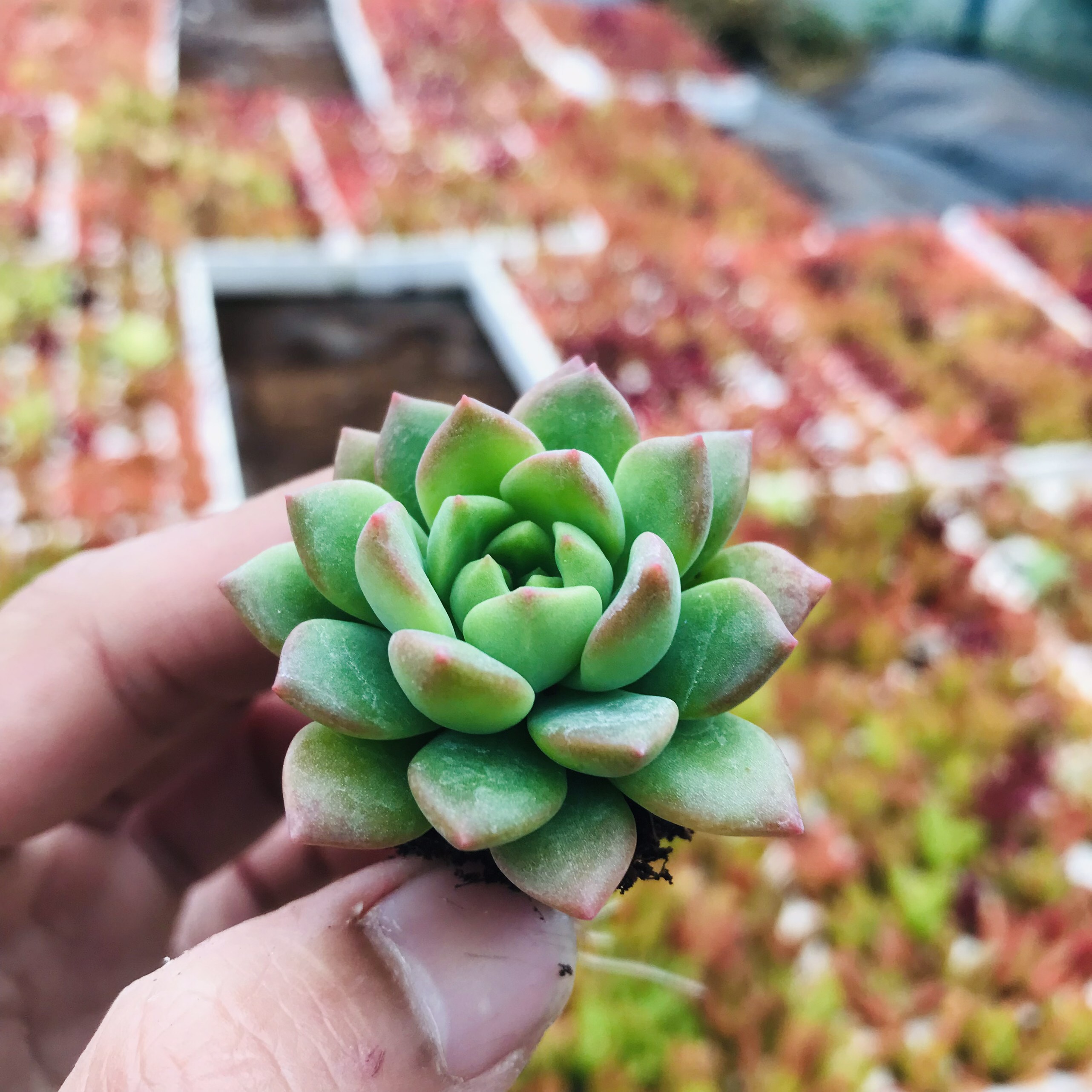 SEN ĐÁ MẶT TRỜI SIZE MINI KHOẺ ĐẸP LỖI 1 ĐỔI 1