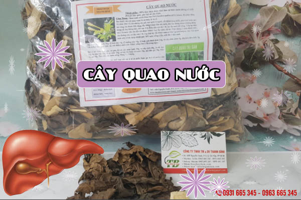 Cây Quao Nước Khô 500G - Thảo Dược Thanh Bình