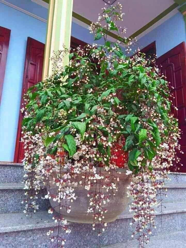 Combo 2 bầu cây giống " dạ ngọc minh châu - cây giống đẹp, giá rẻ, uy tín là vàng