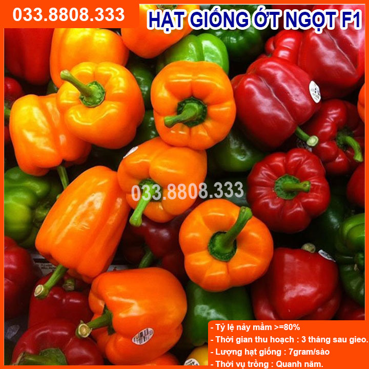Hạt giống Ớt Chuông ( Ớt ngọt )