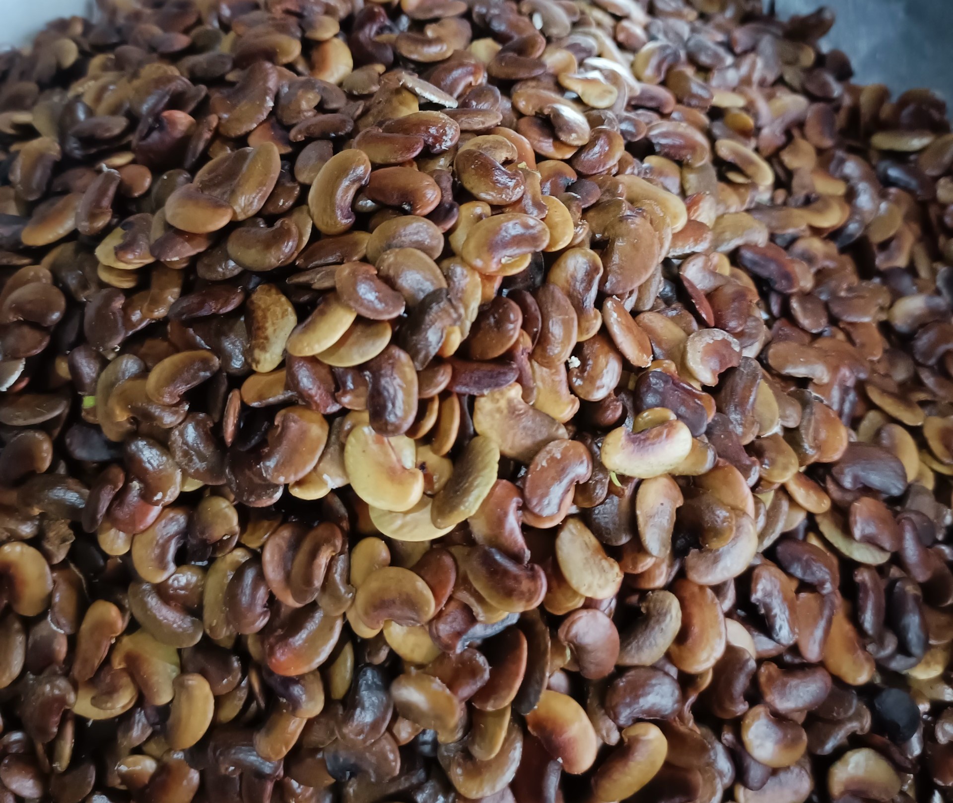 200 gram hạt giống sưa đỏ, huỳnh đàn