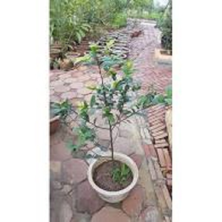 Cây  Giống Mai Tứ Quý
