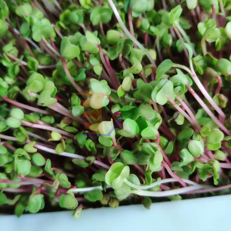Hạt Giống Rau Mầm Củ Cải Đỏ - Gói 20gram