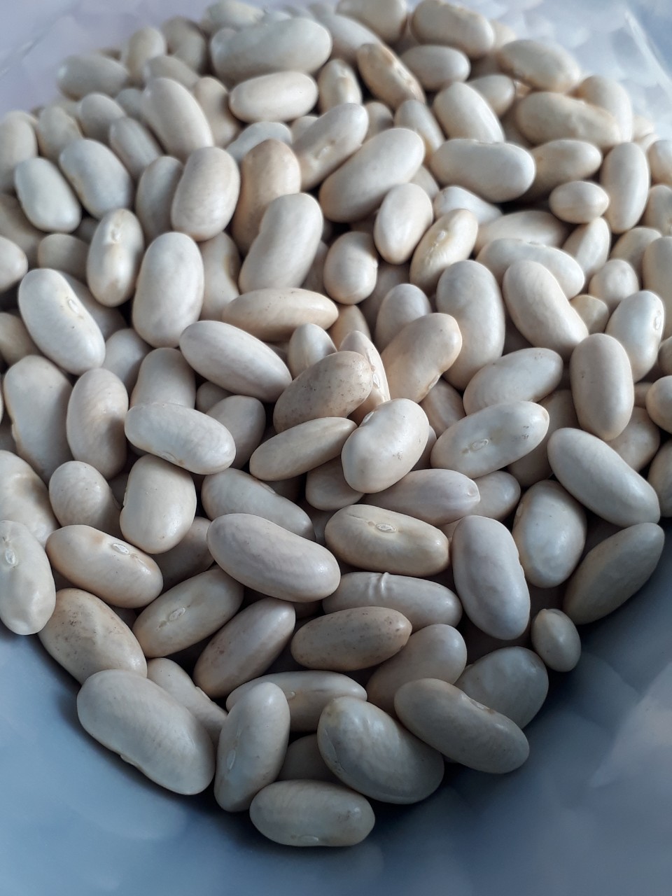 Đậu trắng to, 500g