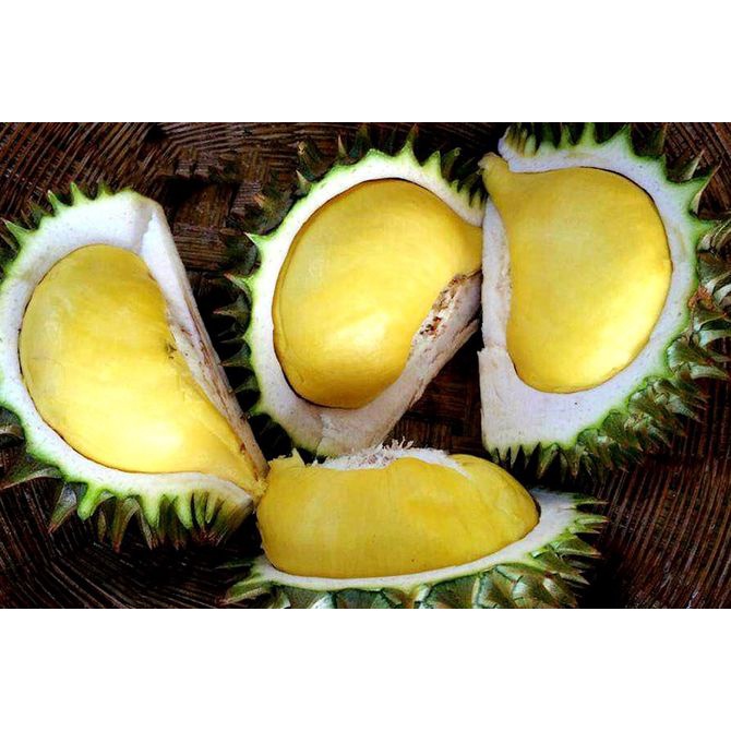 Cây giống sầu riêng mini thái lan_cây giống cao nguyên xanh