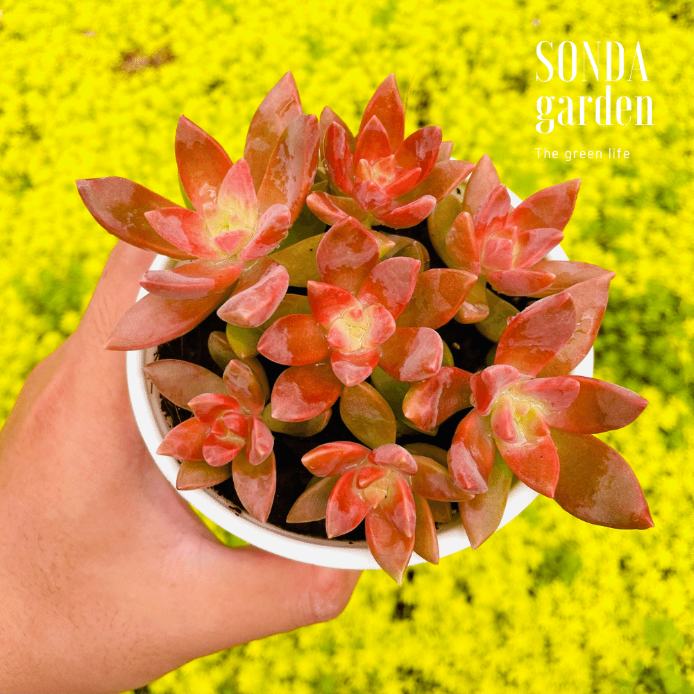 SEN ĐÁ ĐÁ ĐỎ SIZE TRUNG BÌNH SIÊU KHỎE ĐẸP LỖI 1 ĐỔI 1