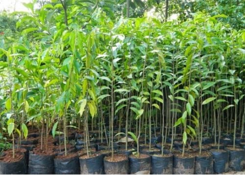 Combo 10 cây bạch đàn giống size 60cm