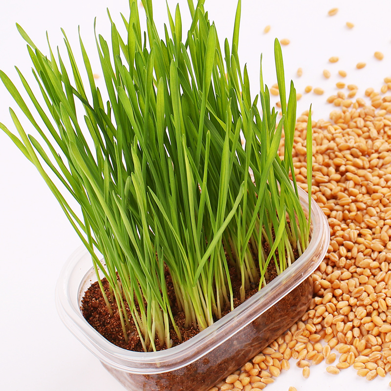 Hạt Giống Mầm Lúa Mạch (Cỏ Lúa Mì) Dễ Trồng- Gói 100gr (HPN-016)