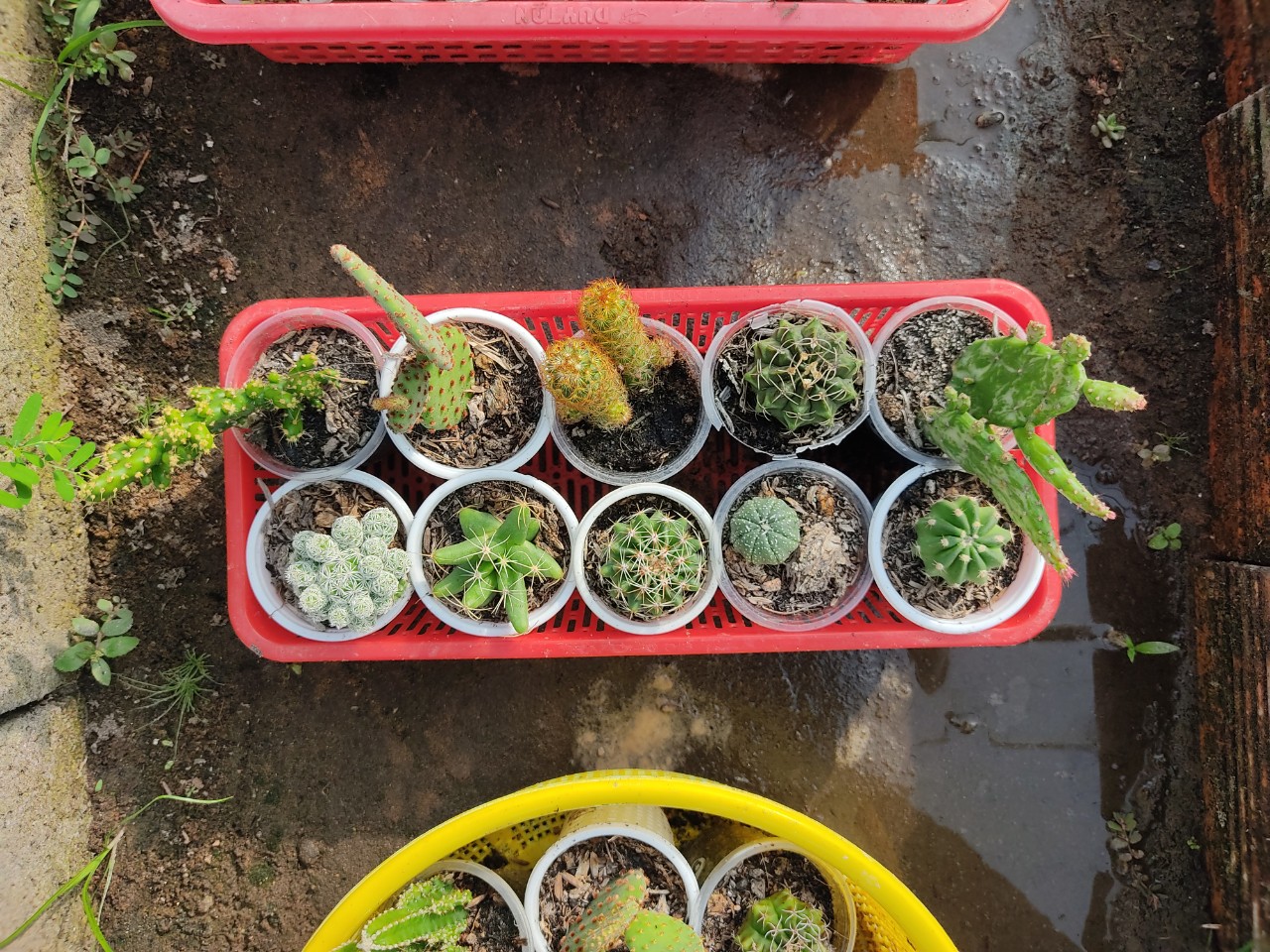 Combo 10 xương rồng đủ loại (10 loại) (size chậu 5 cm)