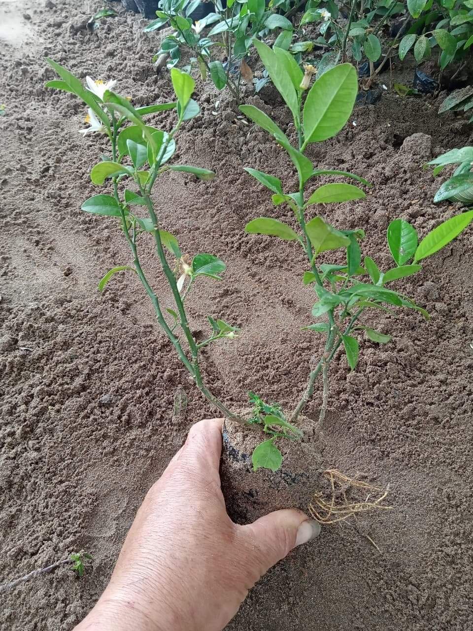 Cây chanh tứ quí