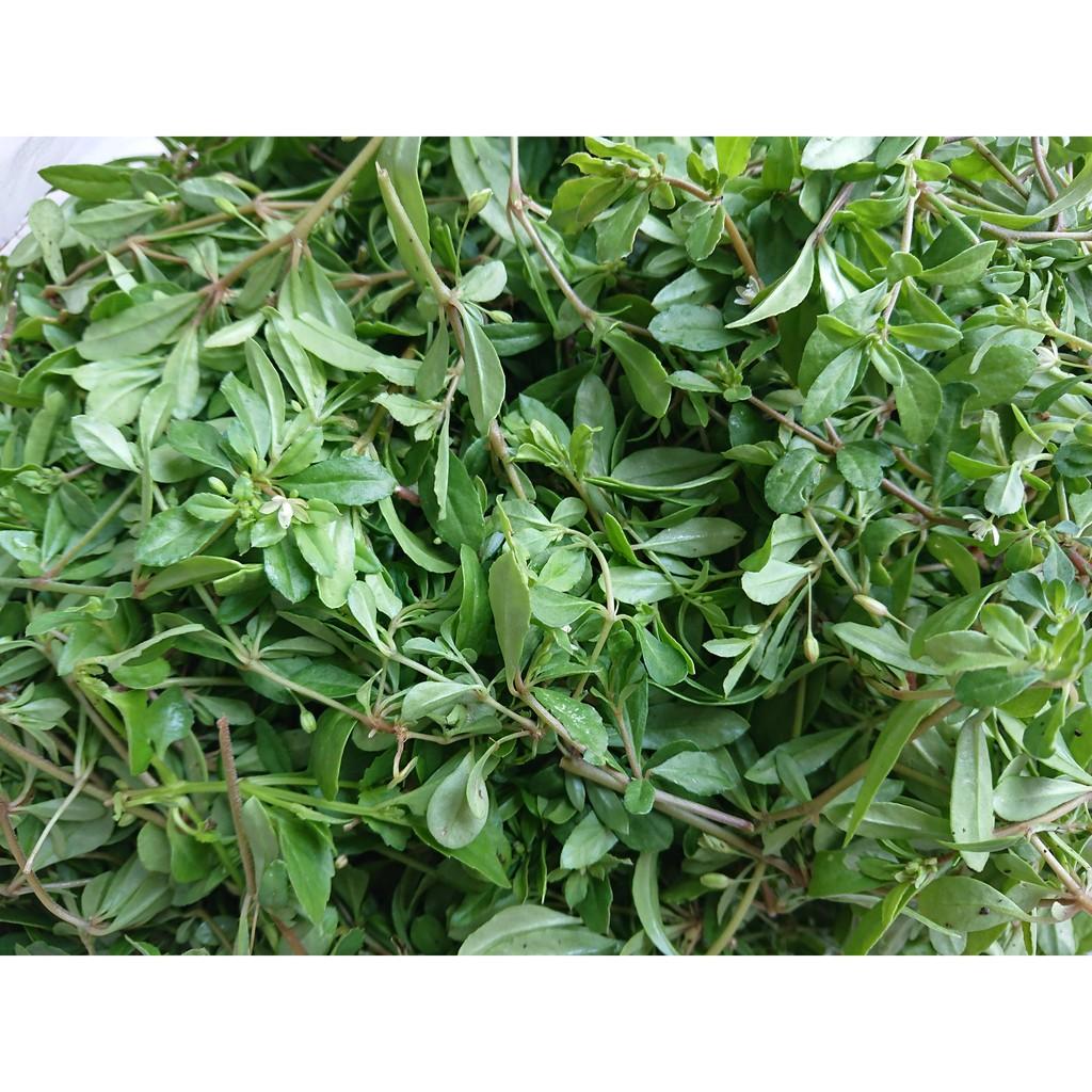 Hạt giống rau đắng đất - (Gói 0.1gram)