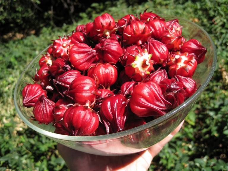1g Hạt giống hoa bụt giấm, atiso đỏ