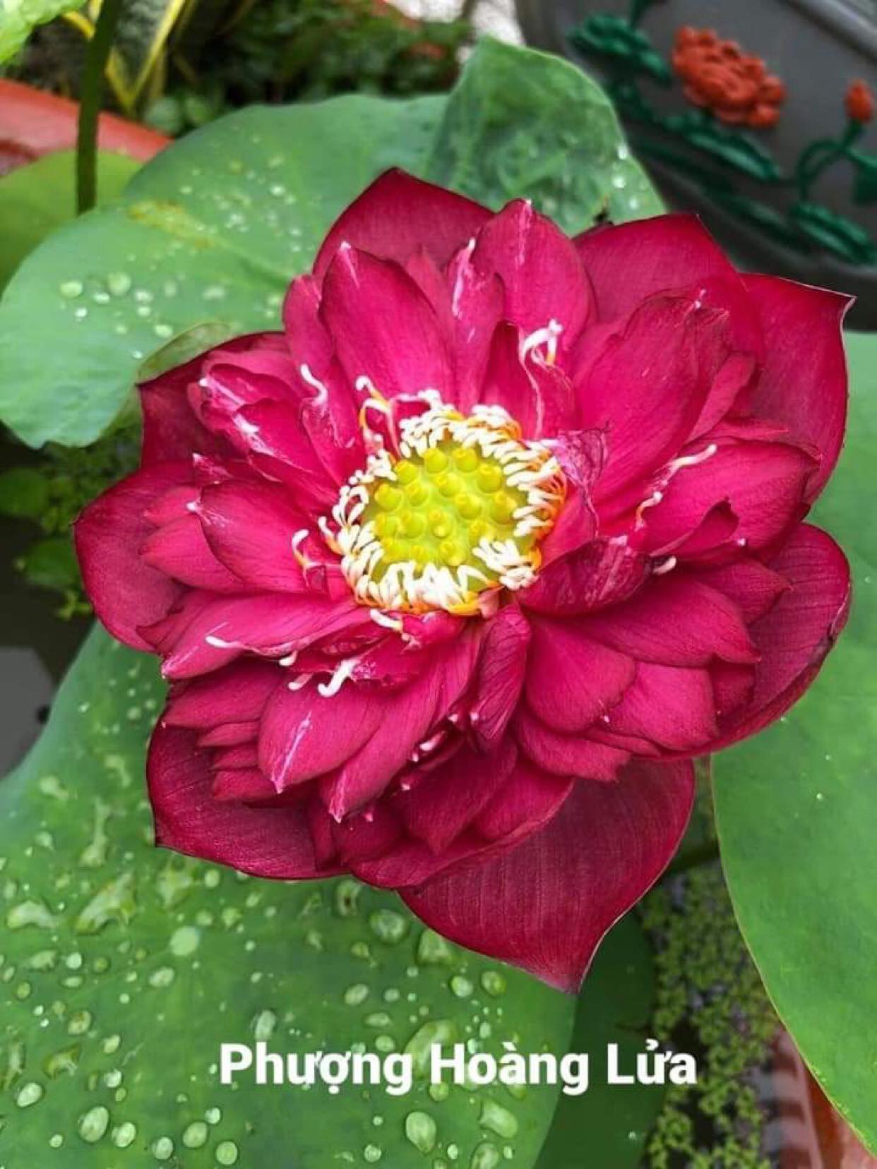 Sen Phượng Hoàng Lửa_ Củ Giống
