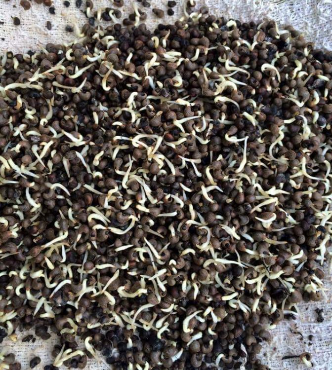 "Gói 5 "Hạt giống nhân sâm hàn quốc [Seeds]