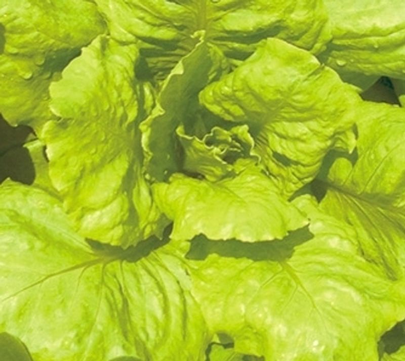 Hạt giống Xà lách dún vàng cao sản VTS39 | Vạn Tín Store