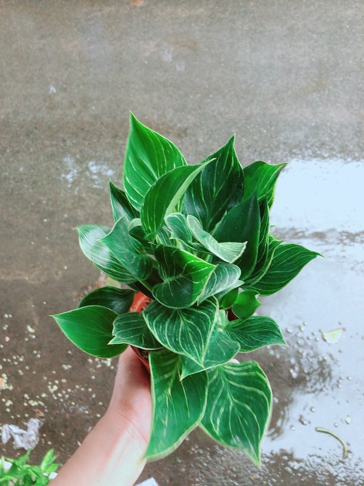 Cây trầu bà đế vương sọc
