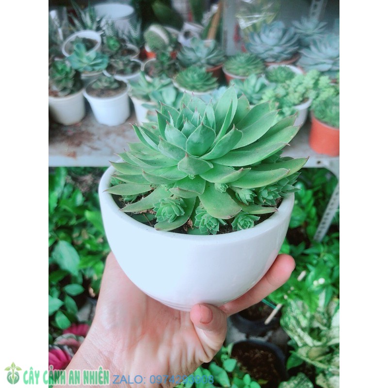 Chậu cây sen đá phật bà