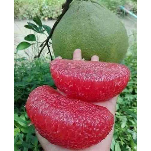 Cây giống bưởi đỏ ruby thái lan