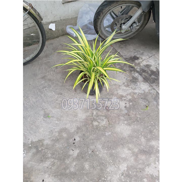 [HCM]CÂY DỨA SỌC VÀNG -DỨA THÁI-DỨA VẠN PHÁT