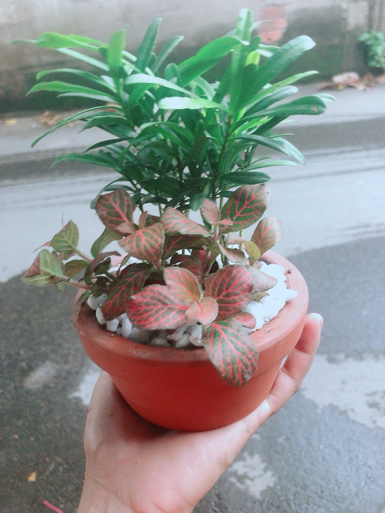 Chậu Tùng Vạn Niên+Cẩm Nhung (cây lá may mắn)