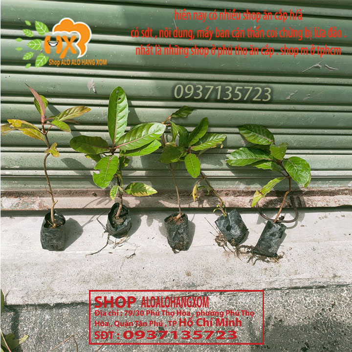[HCM]COMBO 5 CÂY GÁO  VÀNG -CÂY GIỐNG