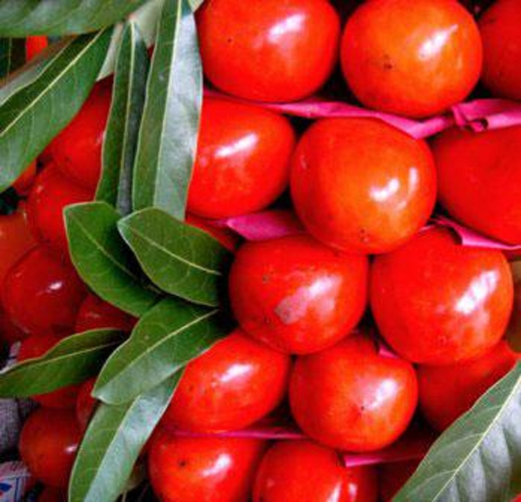 Cây HỒNG ĐỎ ghép- Cây giống chuẩn F1 gửi đi nguyên bầu