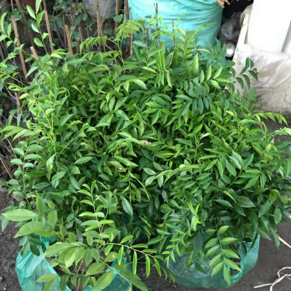 Cây móc mật com bo 5 cây 99