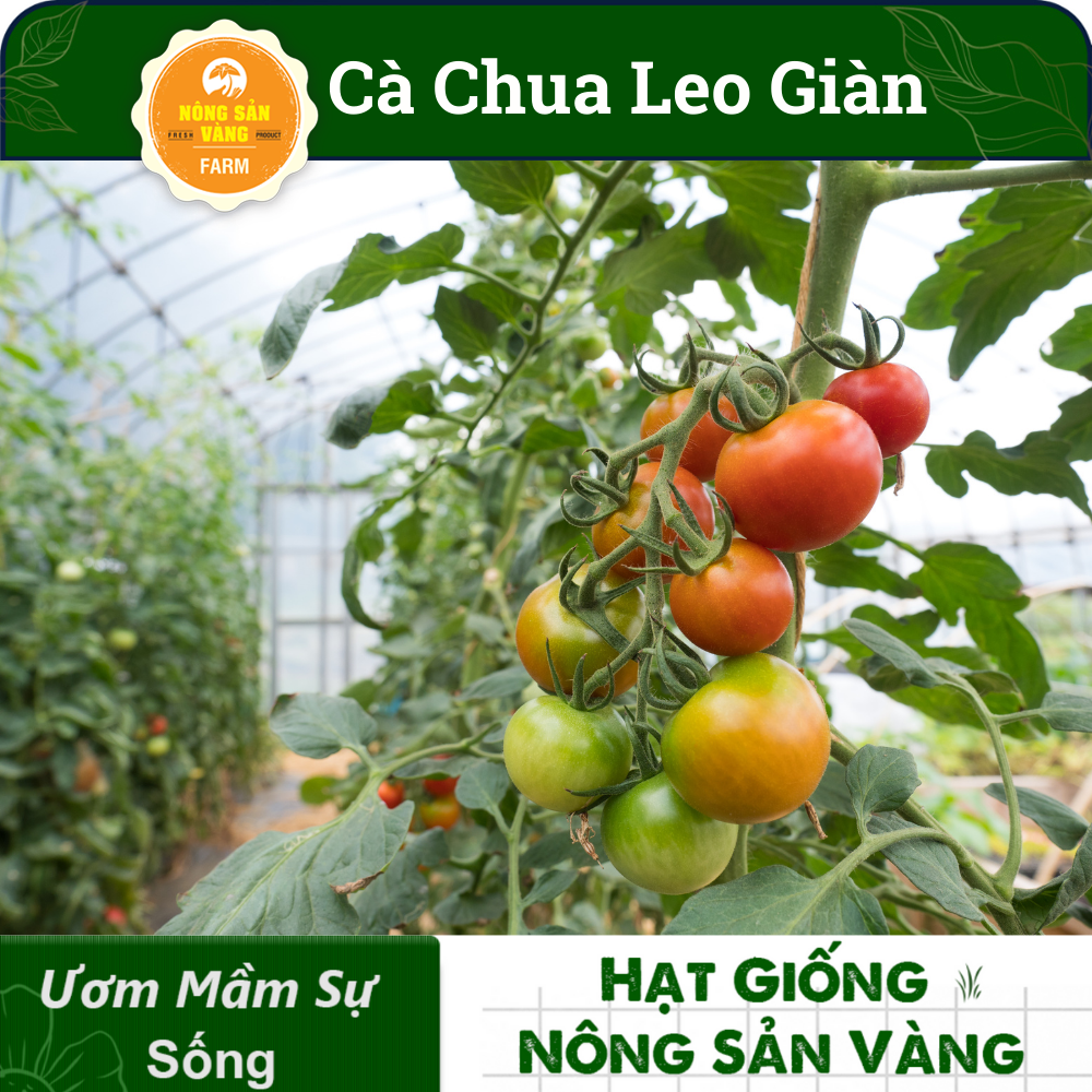 Hạt giống Cà Chua Leo Giàn, Năng Suất Cao( Gói 20 Hạt ) - Nông Sản Vàng