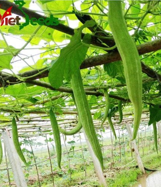 Hạt giống lặc lày - mướp mèo ( gói 10 hạt )