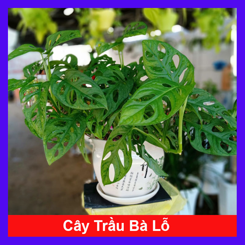 Cây trầu bà lỗ - Cây cảnh mini