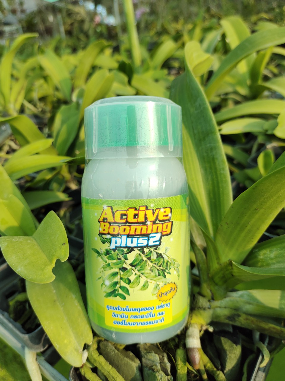 Phân Bón  Active Booming Plus 1 & Plus 2 (kích hoa – tăng trưởng)