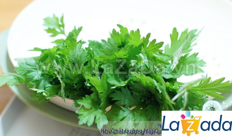 50h Hạt Giống Ngải Cứu Mugwort (| A4*W50*M301)