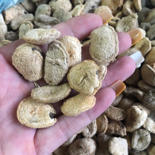 Hạt sành chữa đau dạ dày (10 hạt) - Thảo Dược Tấn Phát